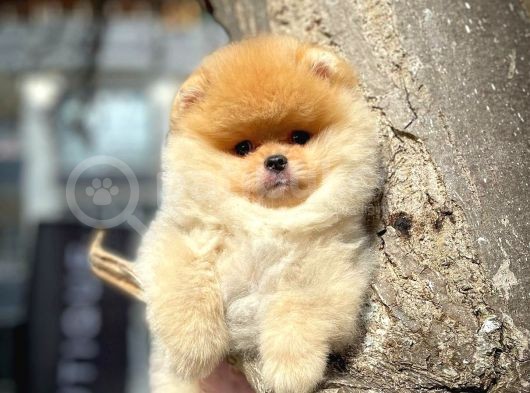 Tüy Dökülmesi Az Olan Pomeranian Yavrularımız görsel