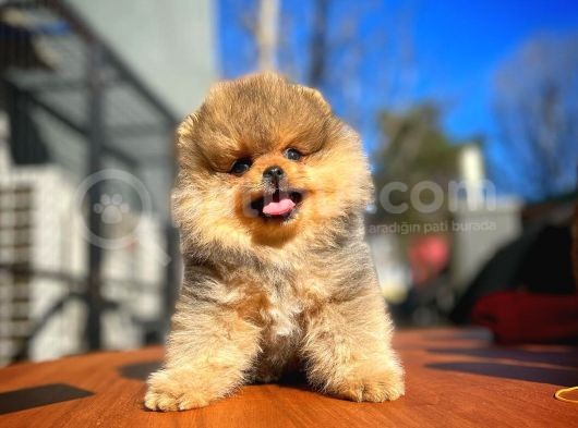 En İyi Kalite T-Cup Pomeranian Yavrularımız görsel