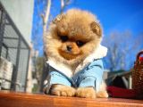 En İyi Kalite T-Cup Pomeranian Yavrularımız