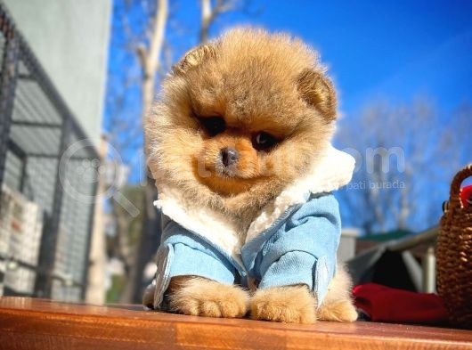 En İyi Kalite T-Cup Pomeranian Yavrularımız görsel