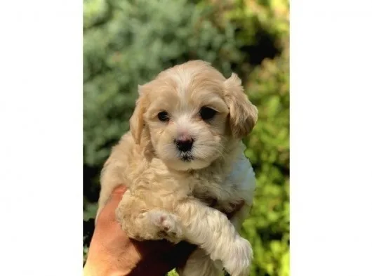 Mocha Renkli Maltipoo Yavrumuz