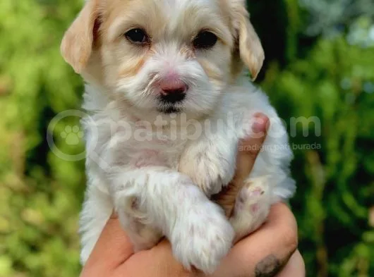 Parlak Tüylü Maltipoo Yavrumuz
