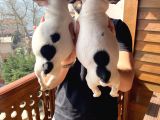 Ev Üreti̇mi̇ Kısa Bacak French Bulldog Yavrularımız