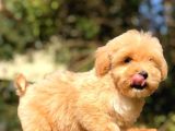 2 Aylık Erkek F1 Malti̇poo
