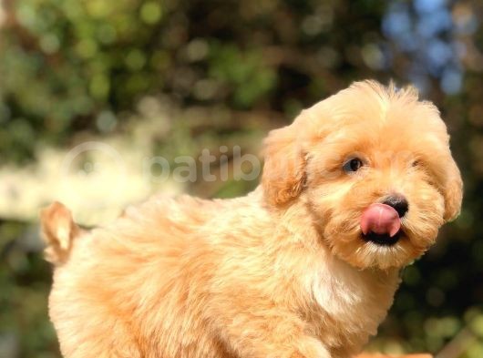 2 Aylık Erkek F1 Malti̇poo görsel
