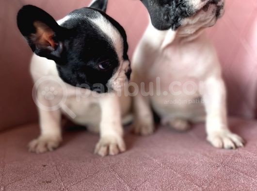 Ev Üreti̇mi̇ Kısa Bacak French Bulldog Yavrularımız görsel