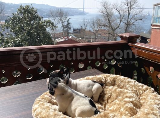 Ev Üreti̇mi̇ Kısa Bacak French Bulldog Yavrularımız görsel