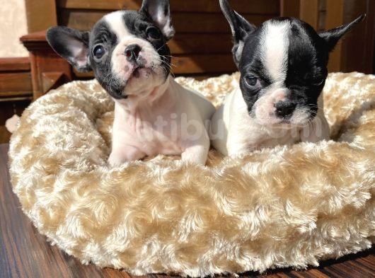 Ev Üreti̇mi̇ Kısa Bacak French Bulldog Yavrularımız görsel