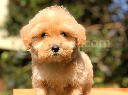 2 Aylık Erkek F1 Malti̇poo görsel