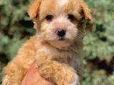 F2 Maltipoo Yavrumuz