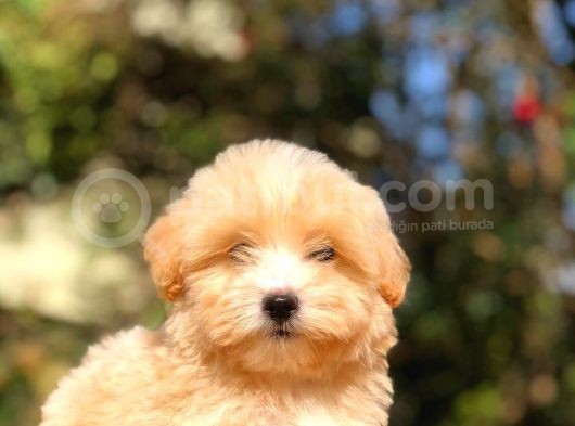 2 Aylık Erkek F1 Malti̇poo görsel