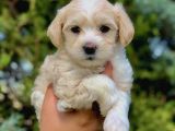 Mocha Renkli Maltipoo Yavrumuz