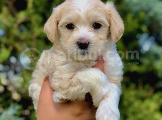 Mocha Renkli Maltipoo Yavrumuz görsel