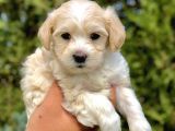 Mocha Renkli Maltipoo Yavrumuz