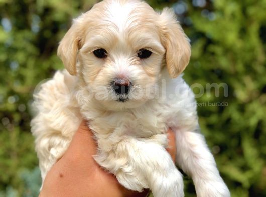 Mocha Renkli Maltipoo Yavrumuz görsel