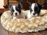 Ev Üreti̇mi̇ Kısa Bacak French Bulldog Yavrularımız