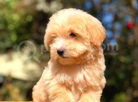 2 Aylık Erkek F1 Malti̇poo görsel