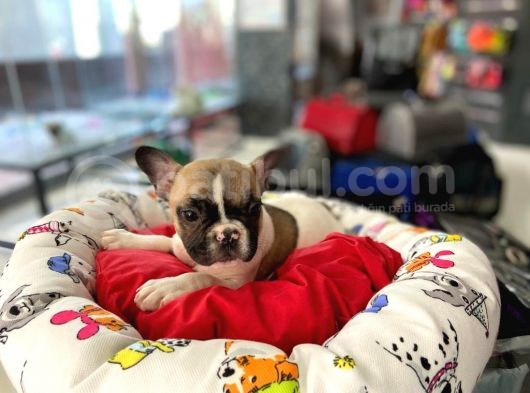 Özel Renk Fawn Pied Erkek French Bulldog görsel