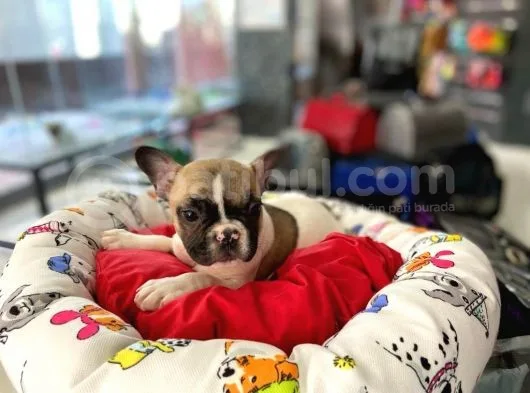 Özel Renk Fawn Pied Erkek French Bulldog