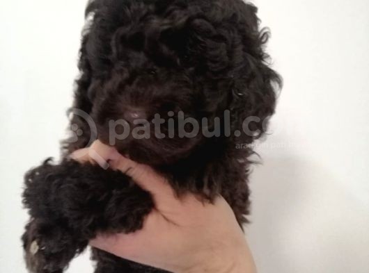Çikolata Orijinal Toy Poodle Yavrum Teslime Hazır görsel