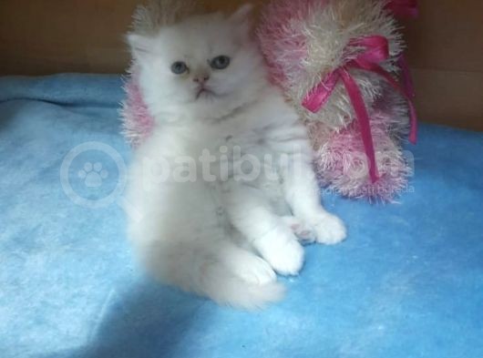 Muhteşem Güzelli̇kte Safkan Scotti̇sh Strai̇ght görsel