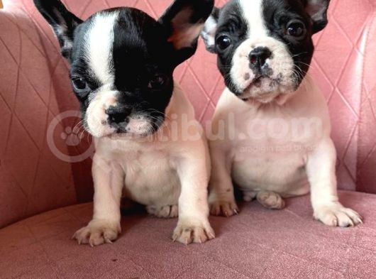 Mükemmel Kompakt Ev Üreti̇mi̇ French Bulldog görsel
