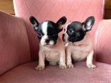 Mükemmel Kompakt Ev Üreti̇mi̇ French Bulldog