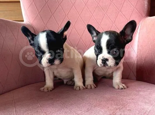 Mükemmel Kompakt Ev Üreti̇mi̇ French Bulldog