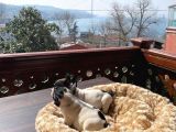Mükemmel Kompakt Ev Üreti̇mi̇ French Bulldog