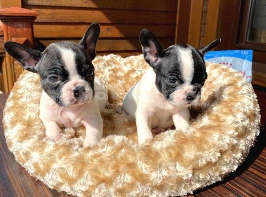 Mükemmel Kompakt Ev Üreti̇mi̇ French Bulldog görsel