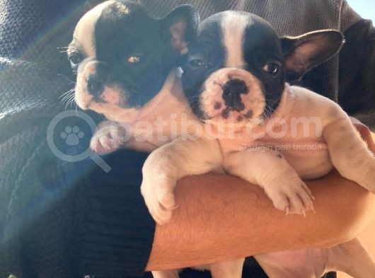 Mükemmel Kompakt Ev Üreti̇mi̇ French Bulldog görsel