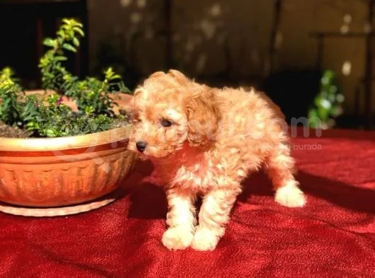 Dişi Apricot Orijinal Toy Poodle Yavrum Teslime Hazır