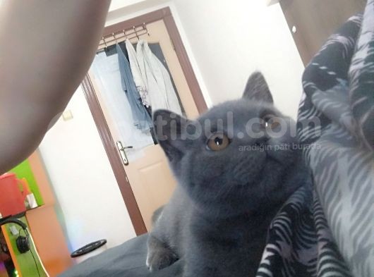 Sevimli Oyuncu Kızım görsel