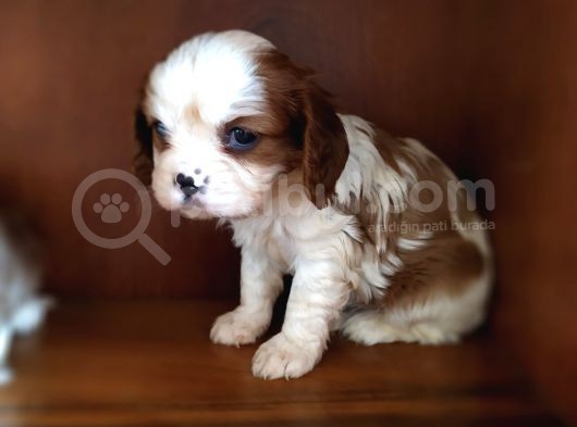 Cavalier King Charles Yavrularımız görsel