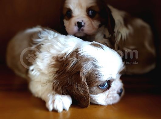 Cavalier King Charles Yavrularımız görsel