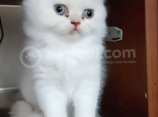 Muhteşem Güzelli̇kte Safkan Scotti̇sh Strai̇ght görsel