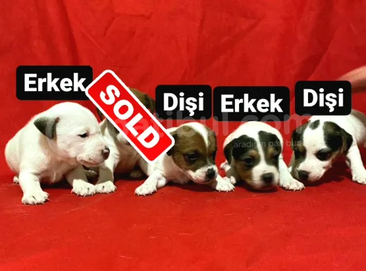 Irk Ve Sağlık Garantili Yavrularımız