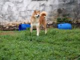 Japon Akita Inu Yavrularımız