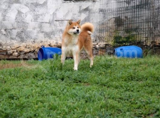 Japon Akita Inu Yavrularımız görsel