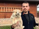 Japon Akita Inu Yavrularımız