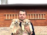 Japon Akita Inu Yavrularımız