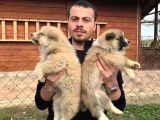 Japon Akita Inu Yavrularımız