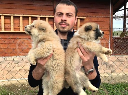 Japon Akita Inu Yavrularımız görsel