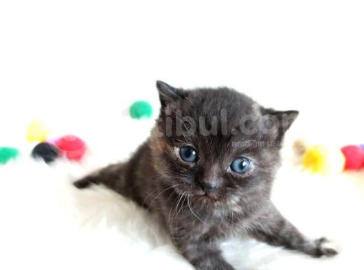 British Shorthair Tortie - Rezerveye Açık görsel