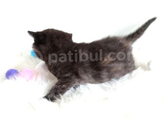 British Shorthair Tortie - Rezerveye Açık görsel