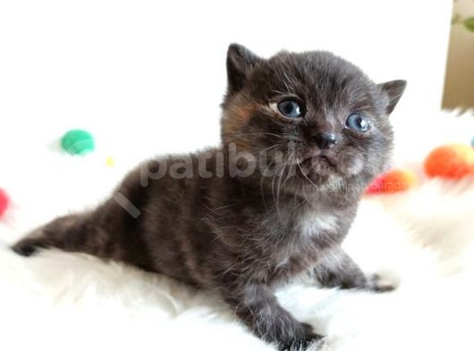 British Shorthair Tortie - Rezerveye Açık görsel