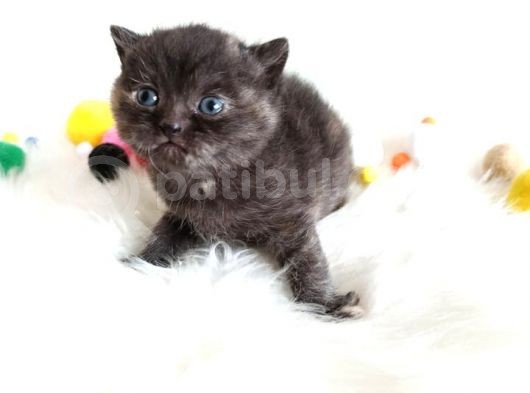 British Shorthair Tortie - Rezerveye Açık görsel