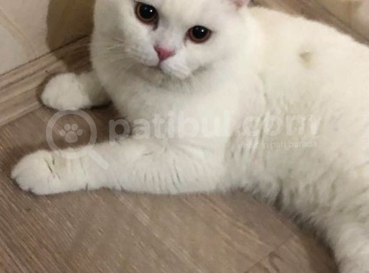 Osmancık görsel