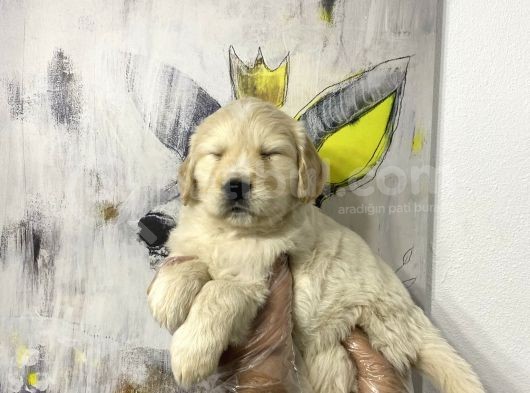 Muhteşem Golden Yavruları görsel