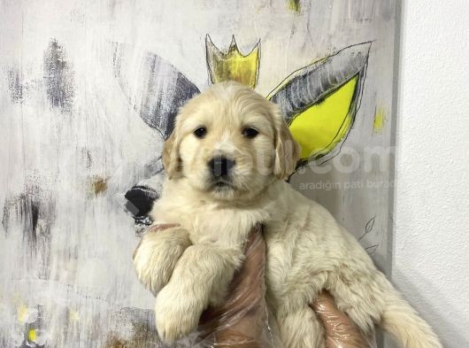Muhteşem Golden Yavruları görsel